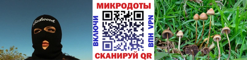 где купить   Новокубанск  Галлюциногенные грибы Magic Shrooms 